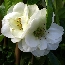 Pigwowiec okazały (Chaenomeles speciosa) 